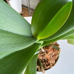 胡蝶蘭 白色 大輪 No3 花芽ありの画像