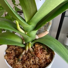 胡蝶蘭 白色 大輪 No3 花芽ありの画像