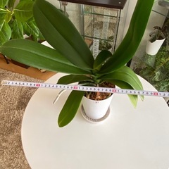 胡蝶蘭 白色 大輪 No3 花芽ありの画像