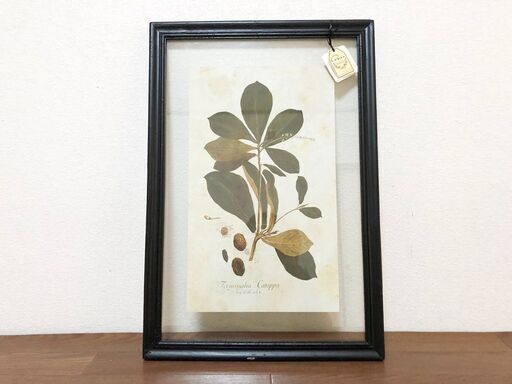 Paseoモモタマナ　Terminalia catappaアートフラワー　硝子額付き手工芸 インテリア・リビングルーム装飾・壁掛けアート
