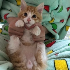 【お話中の為一旦受付終了】子猫メンズ2匹