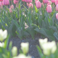 🌈急募　2/17(月)・18(火)・19(水)・20(木)・21...