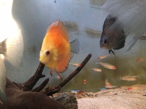 魚