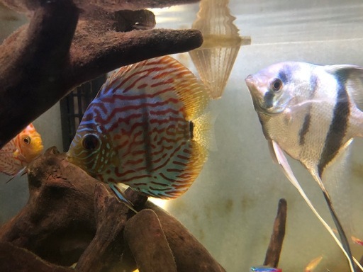 魚