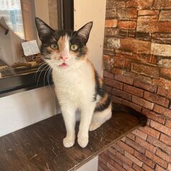 大人しい三毛猫の女の子『みけ』ちゃん
