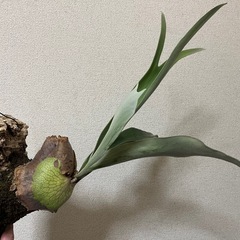 【先着優先】ビカクシダ　ベイチー　コルク付きの画像