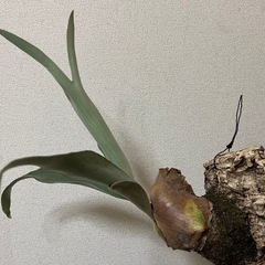 【先着優先】ビカクシダ　ベイチー　コルク付きの画像