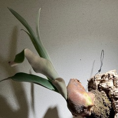 【先着優先】ビカクシダ　ベイチー　コルク付きの画像