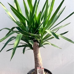 観葉植物　ユッカ　マヤツリー