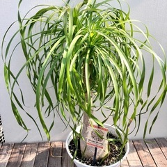 観葉植物　ポニーテール　トックリラン　マヤパーム