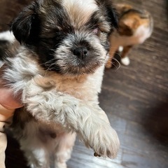 盲目子犬
