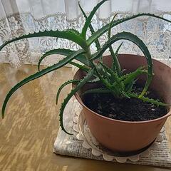 観葉植物