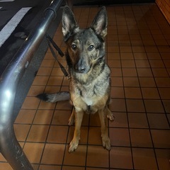 ドックランで遊べる大型犬を飼われている人居ませんか？