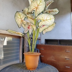 人工の植物　造花