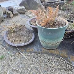 植木鉢まとめての画像