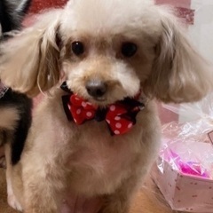 里親様🐶募集中🐾