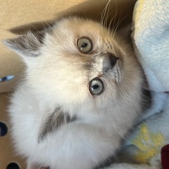 決定🌸ブリティッシュ😻
