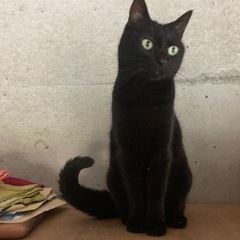 猫を探しています🐈‍⬛南城市