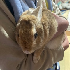 ミニウサギの女の子