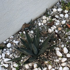 アガベ　シャークスキン　直径20〜25cm