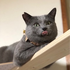 【里親様決定しました】グレーの男の子 推定1歳 ゴロ君 - 阿南市