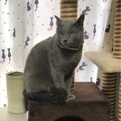 【里親様決定しました】グレーの男の子 推定1歳 ゴロ君 - 猫
