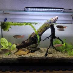 パラダイスフィッシュ　ヒーター無しの水槽でも大丈夫な魚　1匹千円の画像