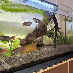 パラダイスフィッシュ　ヒーター無しの水槽でも大丈夫な魚　1匹千円の画像