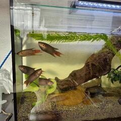 パラダイスフィッシュ　ヒーター無しの水槽でも大丈夫な魚　1匹千円の画像