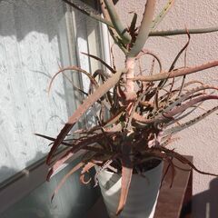 無料で差し上げます。アロエ鉢植え①の画像