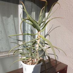 無料で差し上げます。アロエ鉢植え②の画像