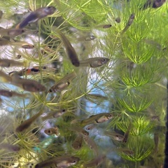 000 グッピー 稚魚 の 販売 MIX 高いグッピーも混じる可...