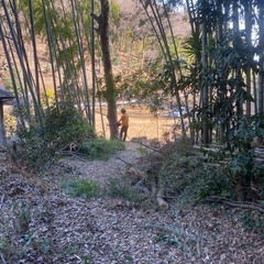 明日午前中に来れる方　欅　薪　丸太　あげます