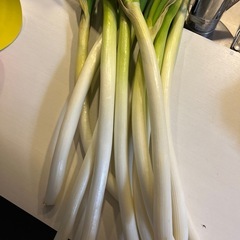ネギ10本の画像