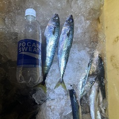 鮮魚の画像