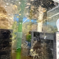 エンドラーズグッピー 稚魚 80-160匹
