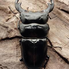 アンタエウスオオクワガタ　♂♀ペア