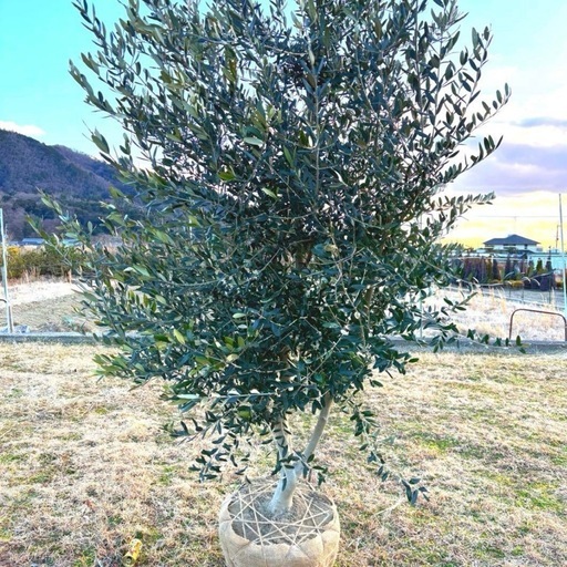 オリーブの木,植物/観葉植物 シプレッシーノ『引き取り限定』。全長約