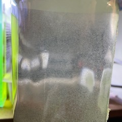 ゾウリムシ グリーンウォーター 500ml メダカや針子に 50...