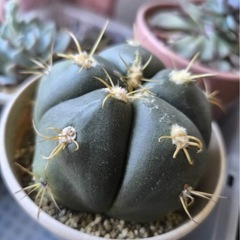 不要な多肉植物ください！大切にします。