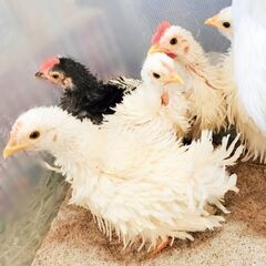 逆毛チャボのペア