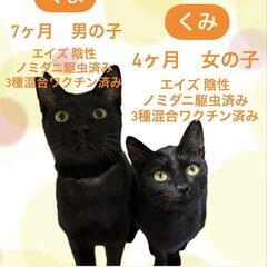 猫ちゃん