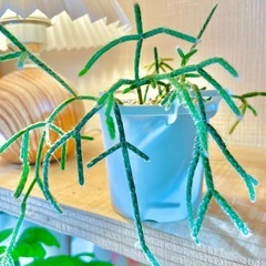値下！多肉植物！リプサリス！お世話簡単！雑貨のような可愛いミニ観葉植物の画像