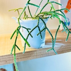 値下！多肉植物！リプサリス！お世話簡単！雑貨のような可愛いミニ観葉植物の画像