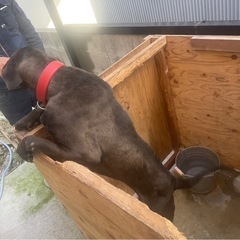 土佐犬のりんちゃん - 西宮市