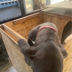 土佐犬のりんちゃん - 犬