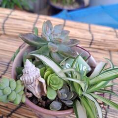 多肉植物｜助け合い｜ジモティー