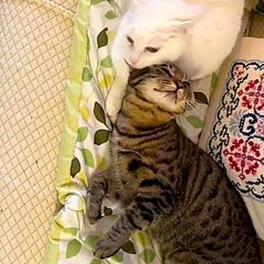 りりしいココちゃん！ − 奈良県