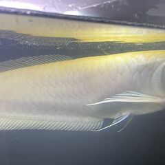 アルビノシルバーアロワナの画像