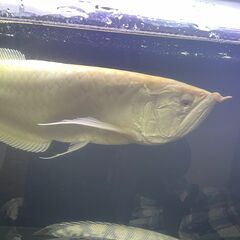 アルビノシルバーアロワナの画像